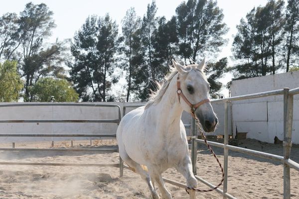 A powerful but graceful movement in mid-action.